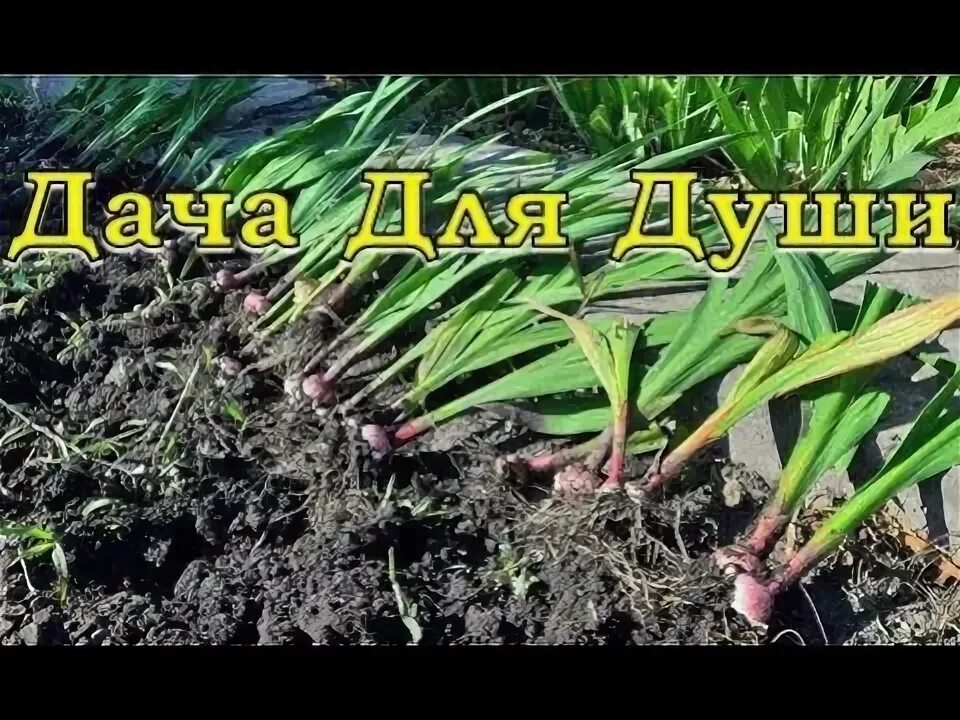 Отцвели что дальше с ними. Гладиолусы отцвели что дальше. гладиолусы отцвели что дальше с ними делать.