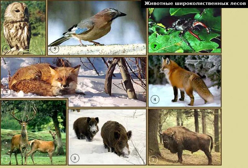 Зона широколиственных лесов животные. Животные в лиственных лесах россии. Какие животные обитают в лиственных лесах. Фауна смешанных и широколиственных лесов. Природные зоны широколиственные леса животные.