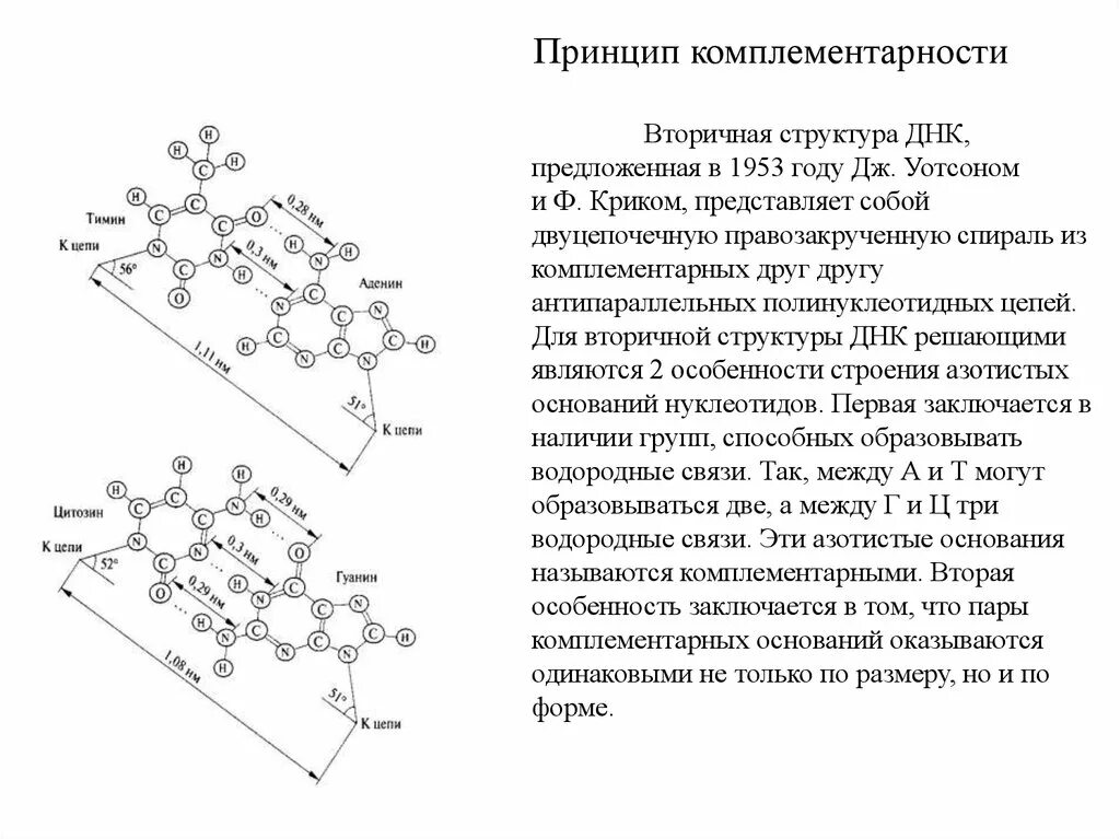 Структура ДНК комплементарность цепей. Комплементарность вторичной структуры ДНК. Вторичная структура ДНК представляет собой спираль:. Комплементарные нуклеотиды ДНК.