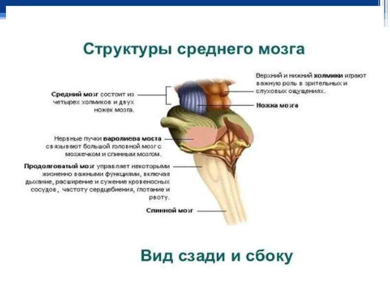 Функции среднего мозга 8 класс биология. Основные структуры среднего мозга. Средний мозг анатомические структуры. Основная структура среднего мозга. Строение и функции среднего мозга.