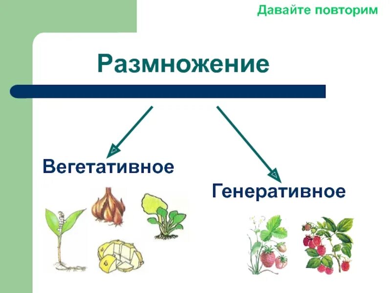 Вегетативное и генеративное размножение. Генеративный способ размножения растений. Вегетативное и генеративное размножение растений. Вегетативное размножение и генеративное размножение.