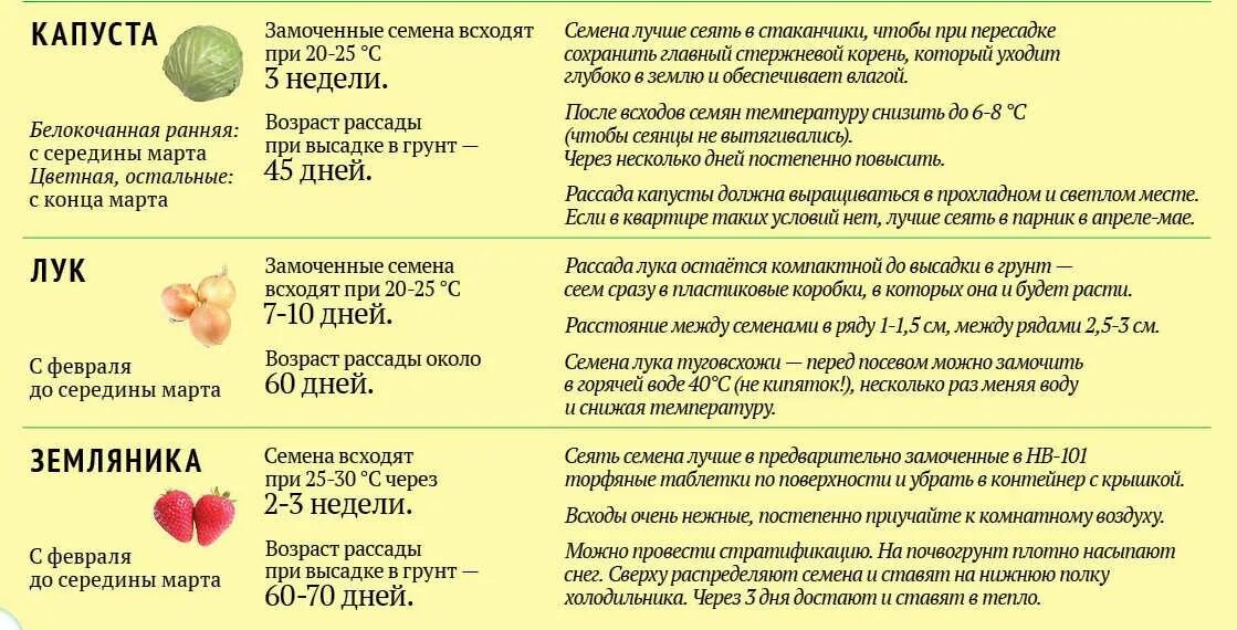 В какие дни можно сеять капусту. Сроки высевания капусты на рассаду. Сколько дней всходят семена капусты на рассаду. Сколько дней всходит капуста после посева семян на рассаду. Сроки посадки капусты на рассаду.