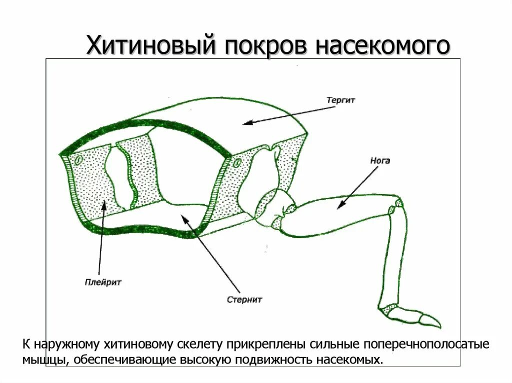 Строение кутикулы членистоногих. Хитиновый Покров класса насекомых. Строение покровов насекомых. Хитиновый Покров у членистоногих.