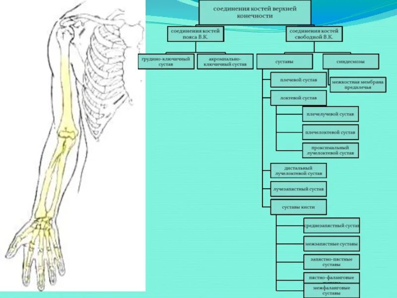 Соединения костей верхней конечности. Соединение свободной верхней конечности. Соединения пояса верхней конечности. Соединения костей верхней конечности таблица.