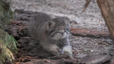 Котята манула в новосибирском зоопарке