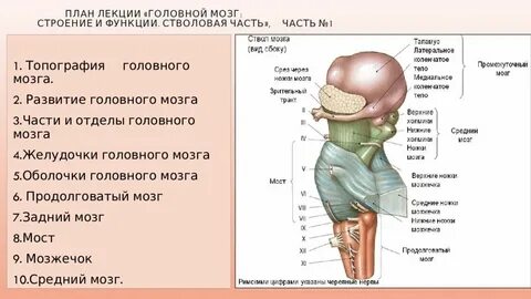 Задний мозг человека