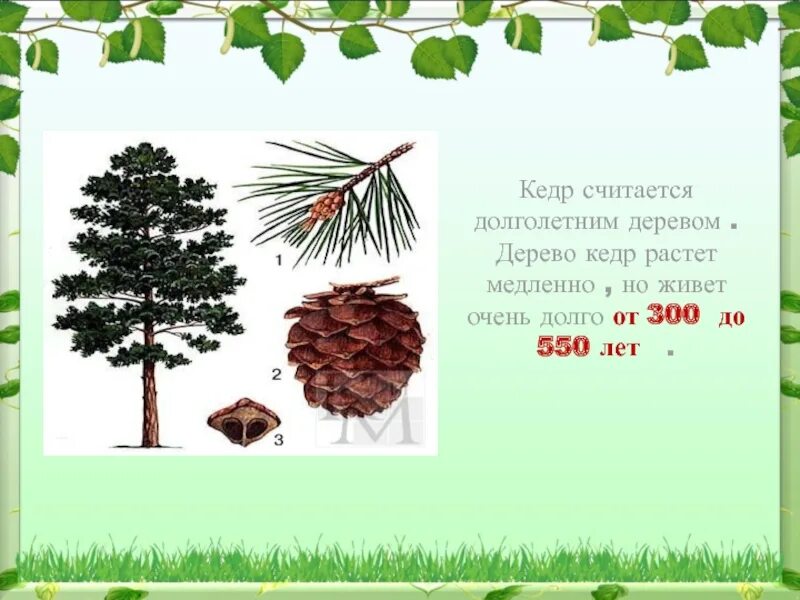 Значение слова кедр. Дерево кедр фото и описание. Кедр Размеры. Высота кедра. Кедр 5 лет высота дерева.