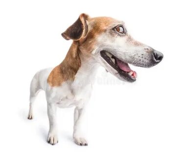 Dog jacking