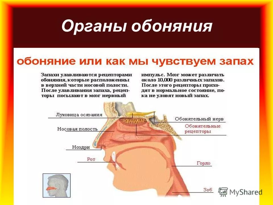 Ничего не воняет. Обоняние. Пропало чувство обоняния. Потеря обоняния и вкуса. Обоняние запахи.