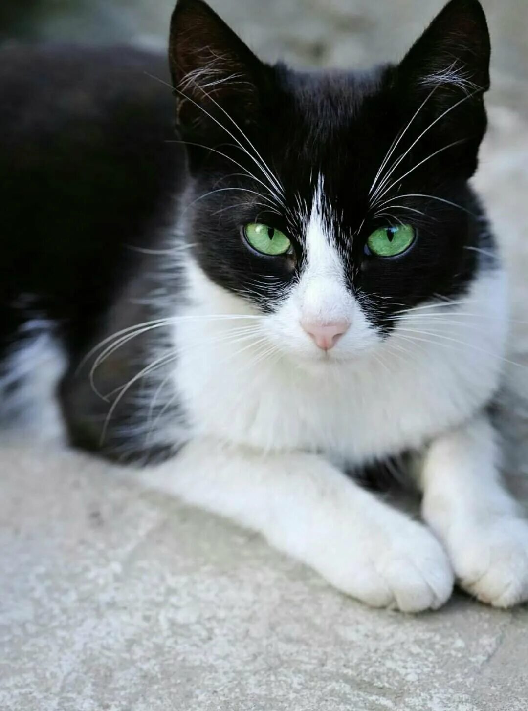 Иглоцапка коты Воители. Черно белый кот. Черно белая кошка. Котенок черно-белый. Серая кошка с черными пятнами