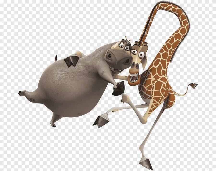 Giraffes are thin than hippos
