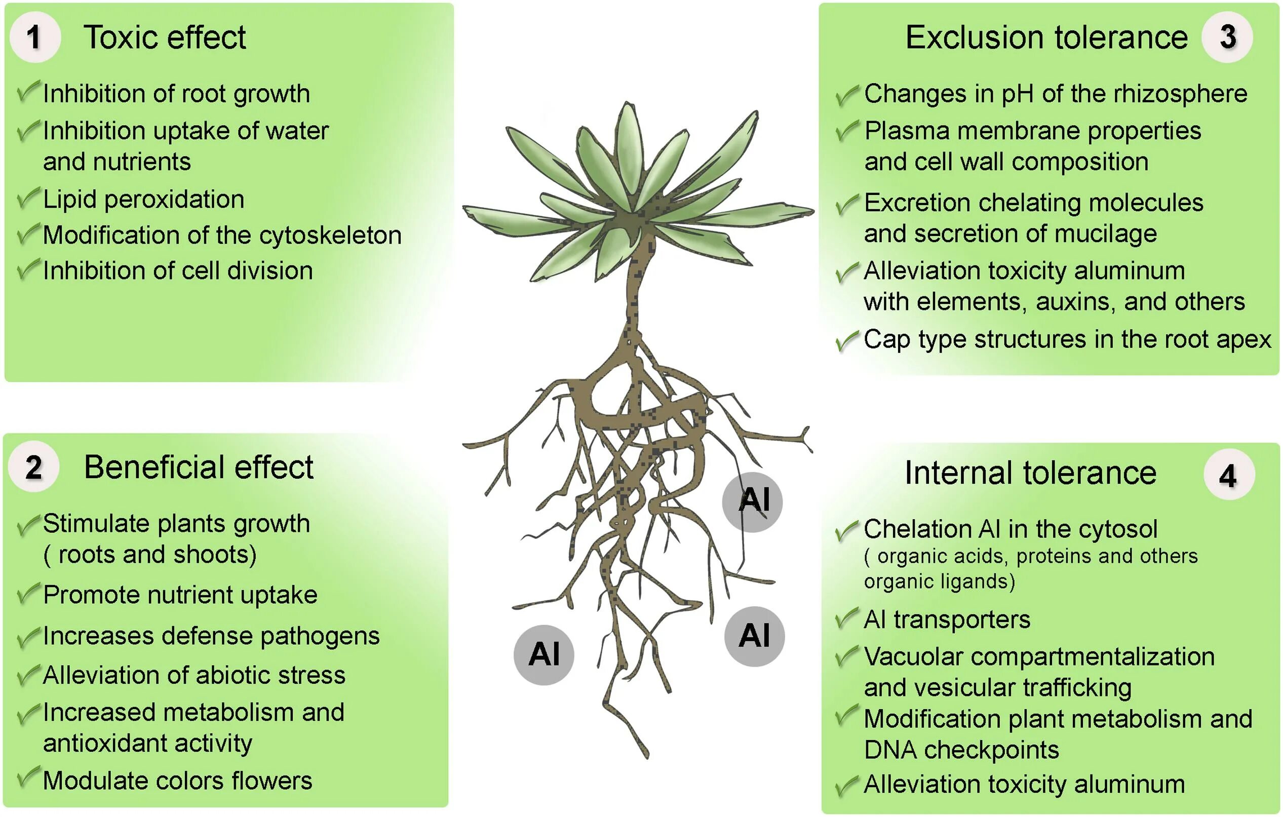 Mucilage Cell Plant. Soil acidity for Plants Table. Осифлурин Плант. Effects of Toxical Chemicals on man and Plants:. Effect plants