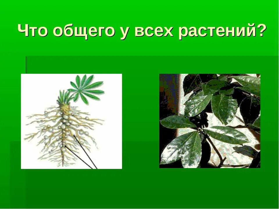 Что общего у всех растений. Конспект урока окружающий мир 1 класс что общего у разных растений.