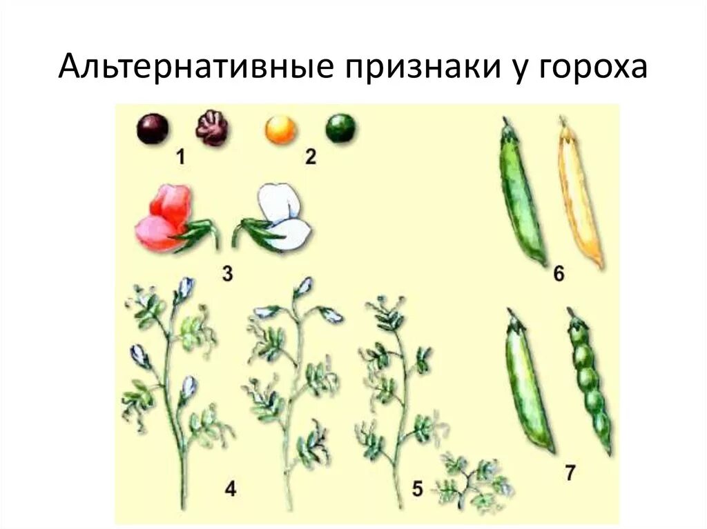 Пазушное расположение цветков у гороха. Горох посевной генетика. Горох посевной Мендель. Опыт Менделя с горохом. Грегор Мендель генетика горох.