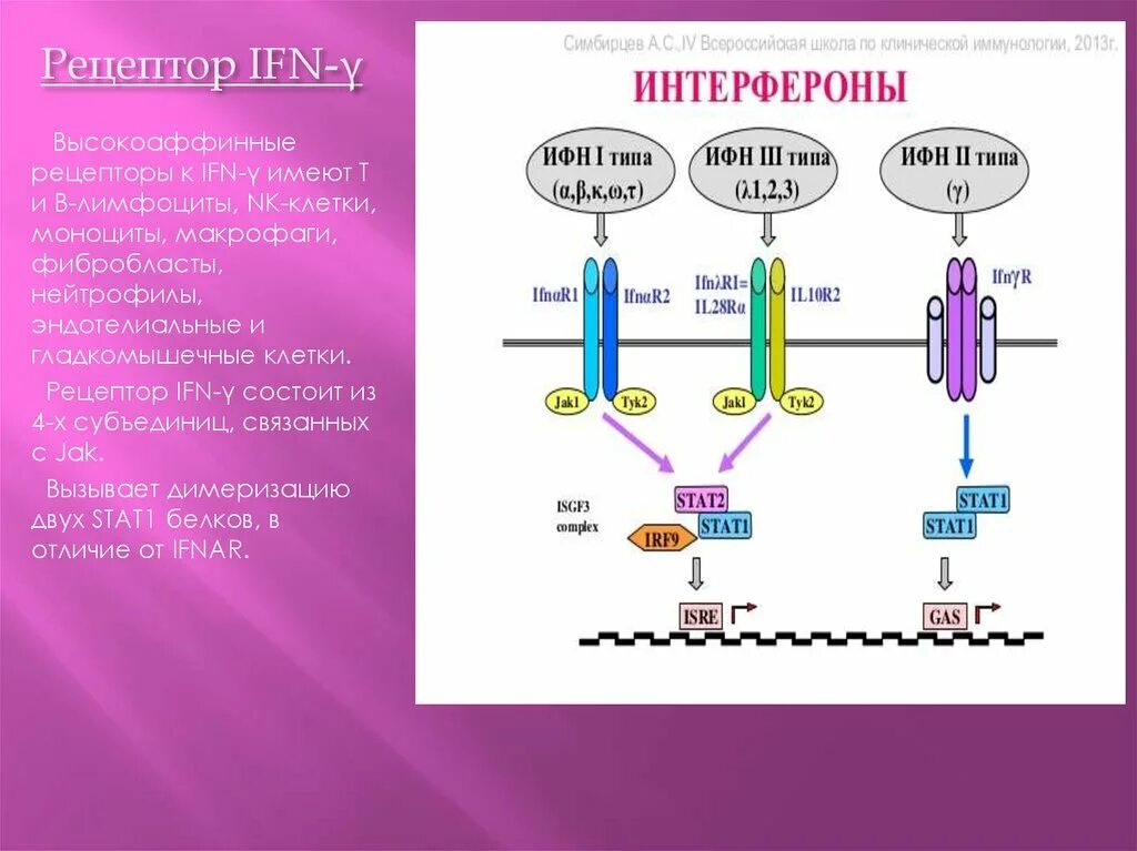 Цитокиновые рецепторы строение. Строение цитокиновых рецепторов. Рецепторы цитокинов. Рецепторы интерферонов.