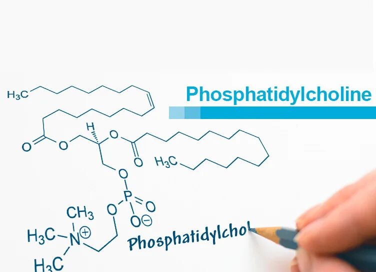 Фосфатидилхолин hoch2. Фосфатидилхолин это