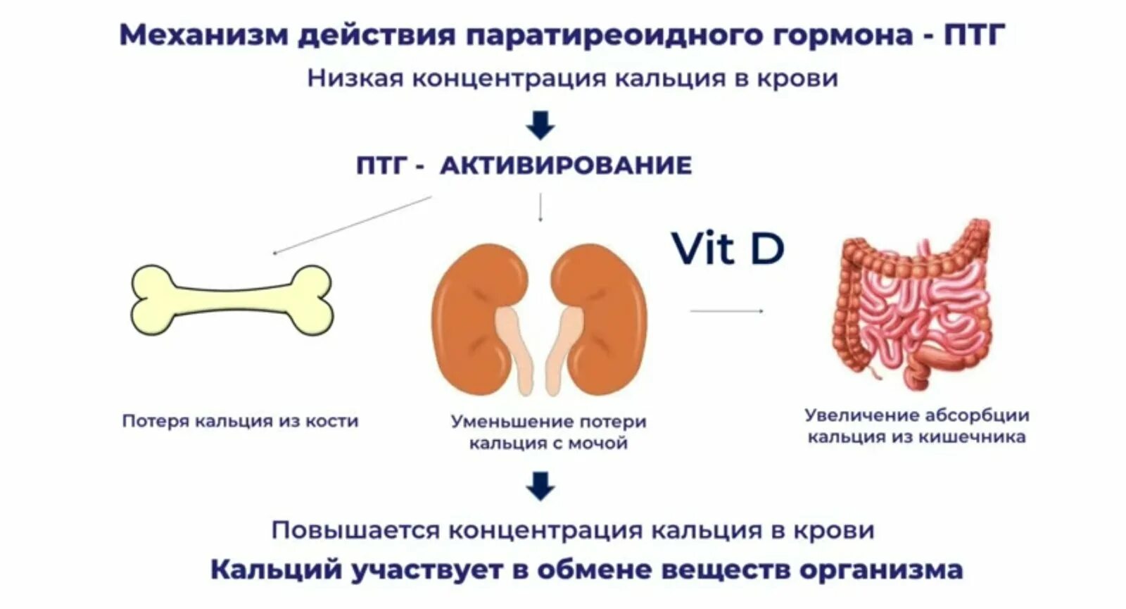 Паратгормон повышен у мужчин. Паратиреоидный гормон (ПТГ). ПТГ И кальций. Паратгормон и кальций понижен. Какая форма кальция лучше усваивается в организме.