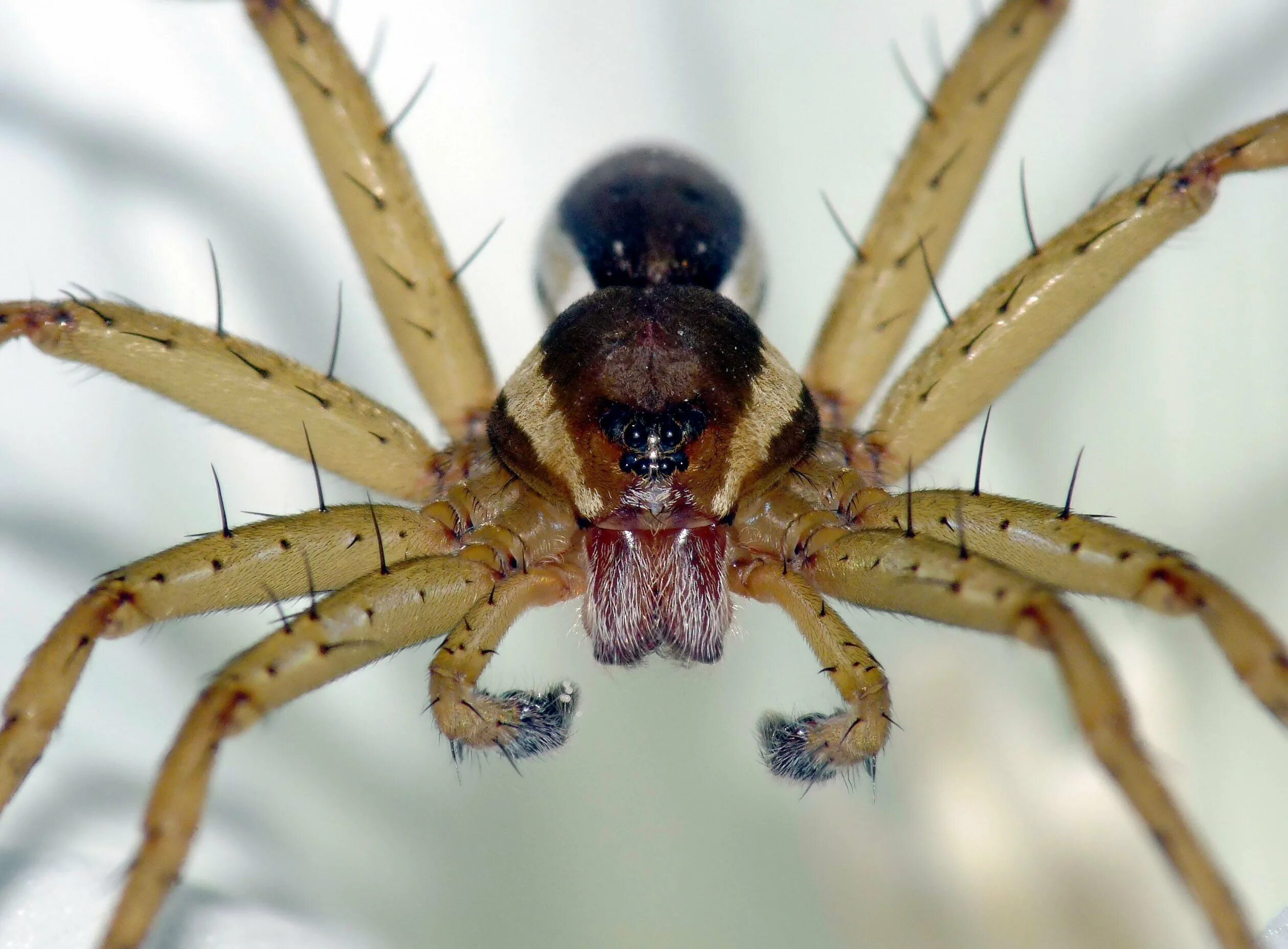 Определить вид паука. Австралийский Странствующий паук. Dolomedes fimbriatus паук Тарантул. Паук охотник каёмчатый ядовитый. Паук доломедес (Dolomedes fimbriatus).