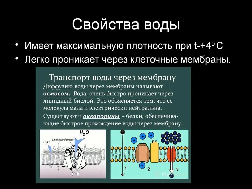 Вода имеет максимальную плотность при