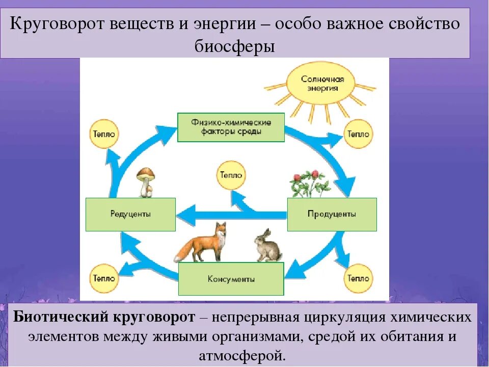 Круговорот это в биологии