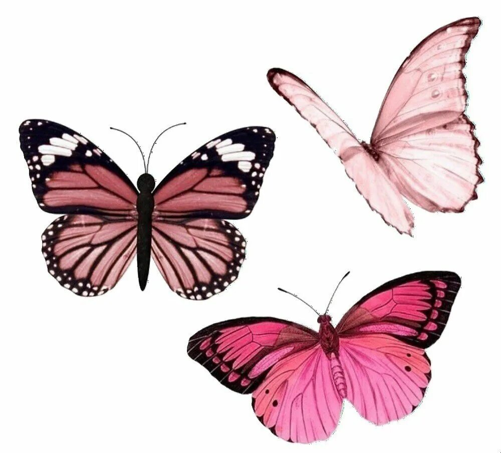 Фиолетовые бабочки картинки. Розовые бабочки. Сиреневые бабочки. Бабочка фиолетовая. Бабочка рисунок.
