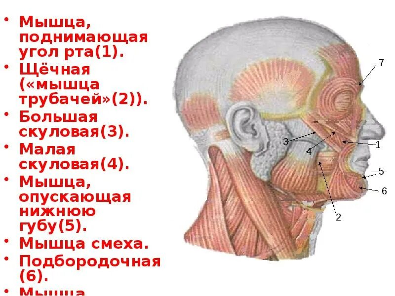 Поднимающая угол рта. Мышца, поднимающая угол рта m. levator Anguli Oris. Мышца, опускающая нижнюю губу (m. Depressor Labii inferioris). Малая скуловая мышца смеха. Мышца подниающая угол РТВ.