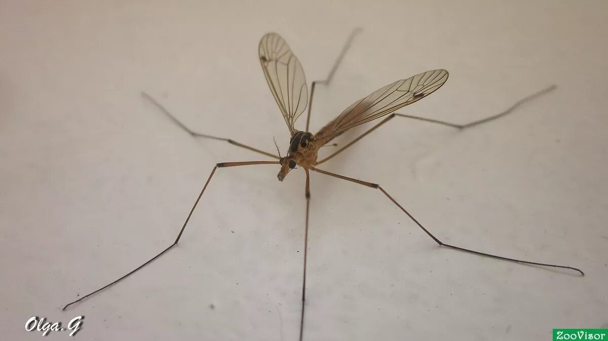 Как называется большой комар. Малярийный комар долгоножка. Малярийный комар большой комар. Малярийный комар долгоножка опасен. Муха долгоножка.