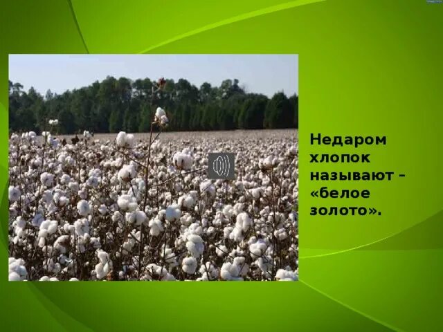 Белое золото хлопчатник. Хлопок золото. Интересное о хлопке. Доклад про хлопок. Причины хлопка газа