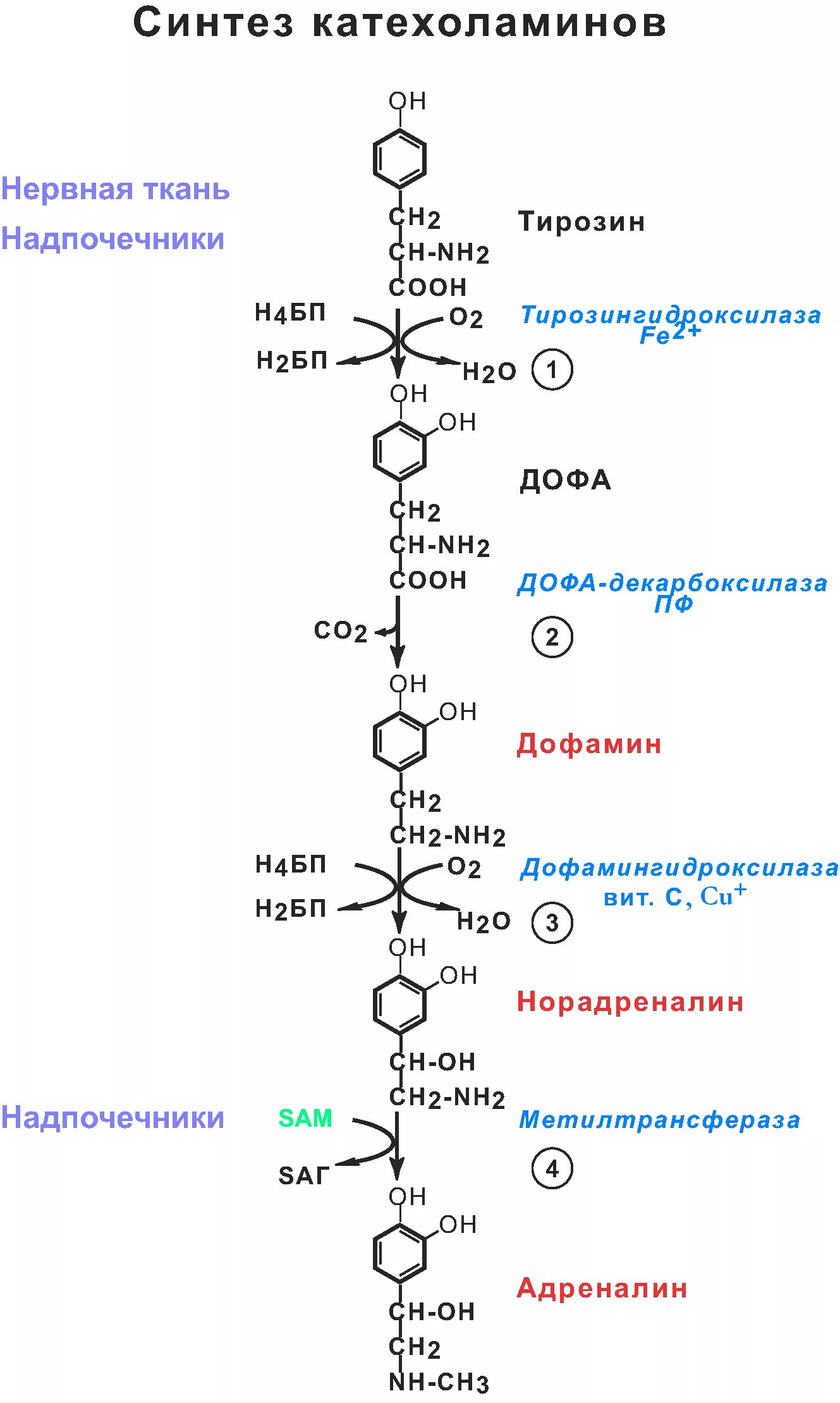 Фермент адреналина. Схема синтеза адреналина из тирозина. Синтез катехоламинов из тирозина схема. Синтез катехоламинов биохимия. Синтез катехоламинов биохимия из тирозина.