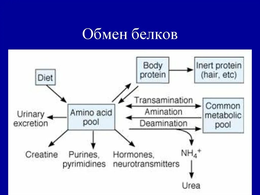 Схема белкового обмена в организме. Схема этапов обмена белков. Схема обмена белка в организме. Процессы обмена белков в организме.