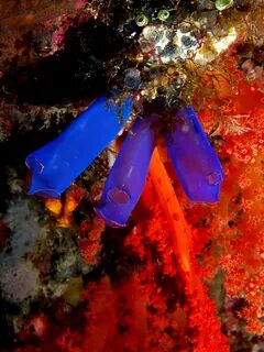 (Blue sea squirts).jpg. w:en:GNU Free Documentation License. w:en:Free Soft...