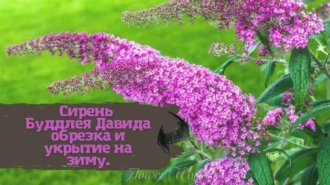 Как зимует буддлея