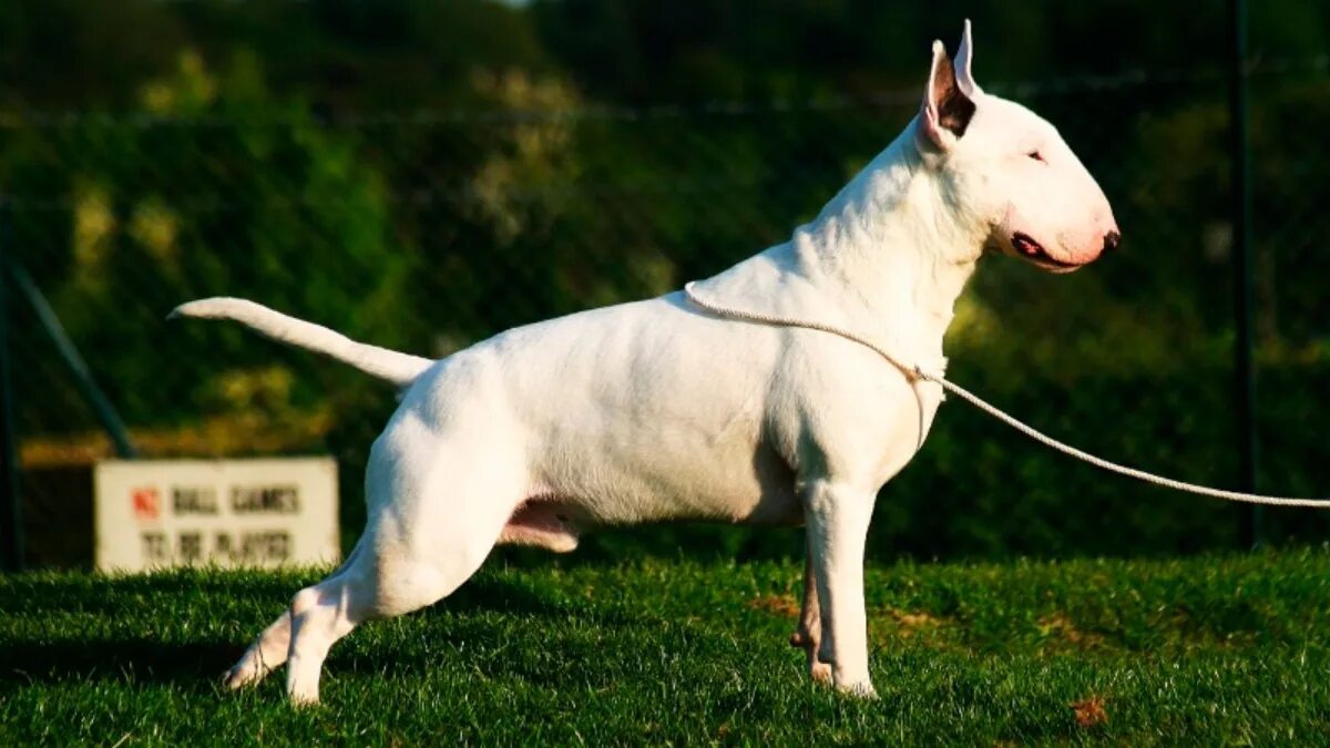 бультерьер стандарт фци. британский бультерьер. минибуль и бультерьер. бультерьер белый стандарт. бультерьер в холке.