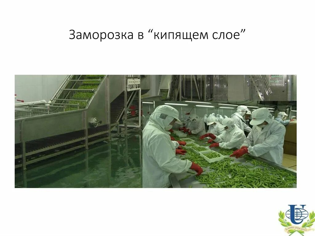 Замораживание данных. Замораживание в кипящем слое. кипящий слой. заморозка овощей в кипящем слое картинка. замораживание в кипящем слое картинка.