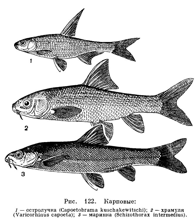 Карповые какие рыбы. Семейство Cyprinidae. Остролучка рыба. Рыбка Маринка семейство карповых. Чуйская остролучка.