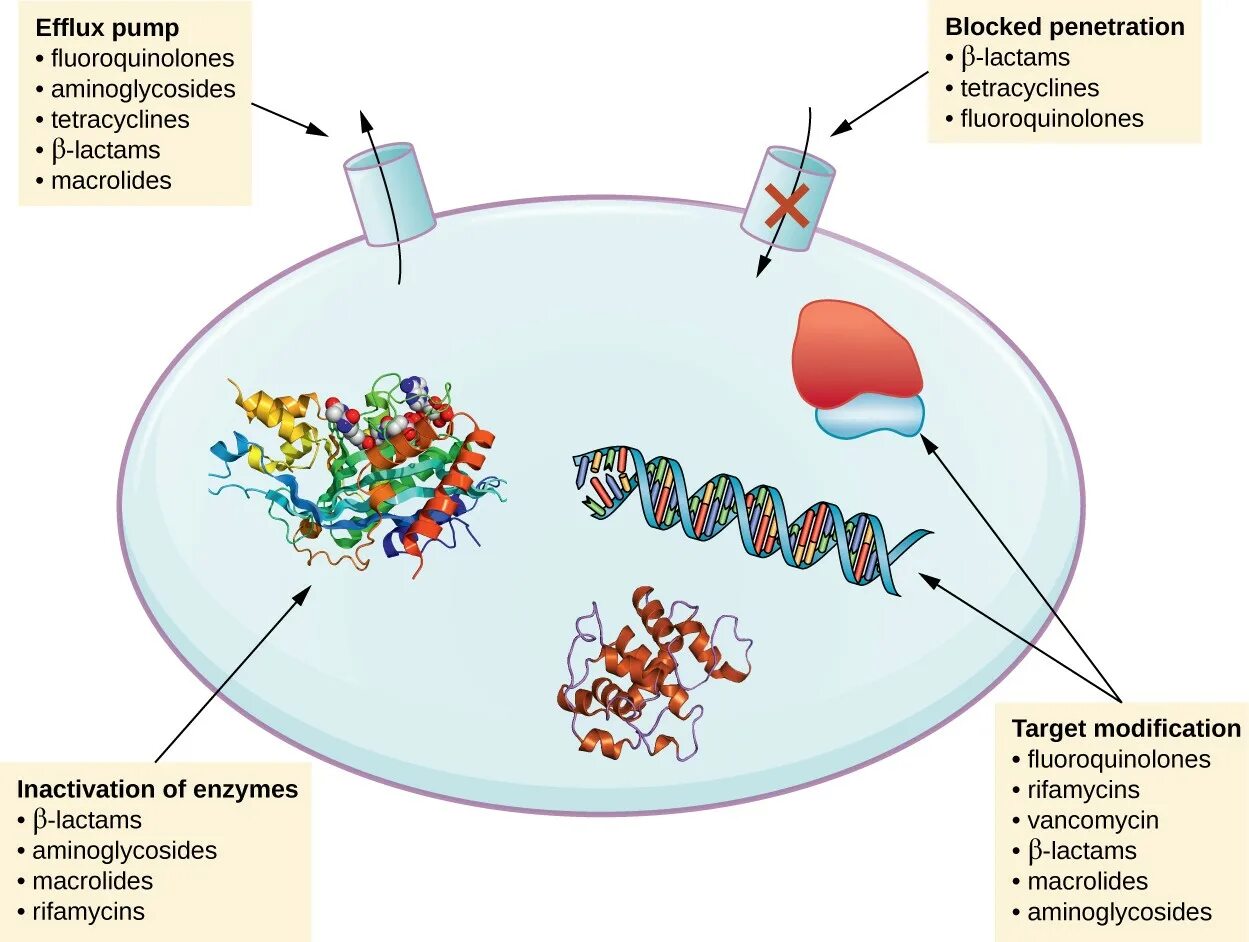 Колонизационная резистентность. Antibiotic Resistance mechanisms. Исследование клебсиелл схема. Клебсиелла микробиология морфология. Клебсиеллы рисунок.