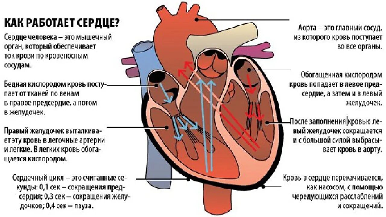 Число сосудов 3