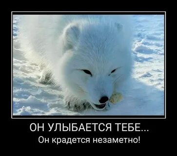 Полный песец