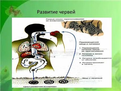 Развитие червей