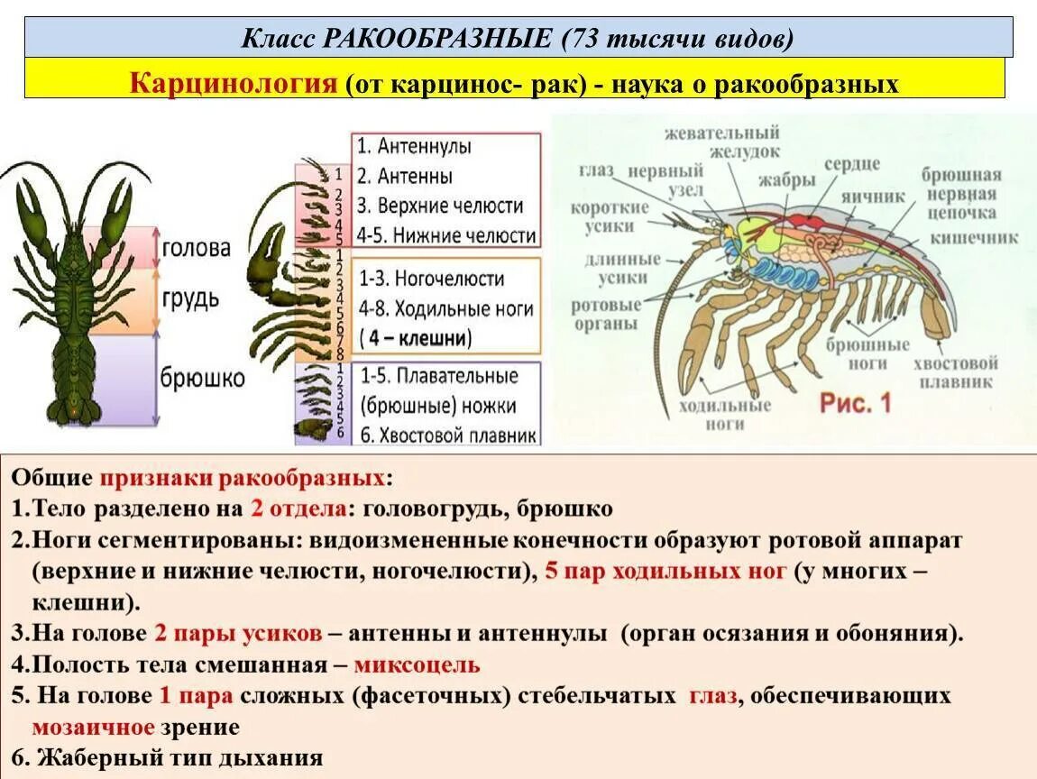 3 признака членистоногих. Характеристика класса ракообразные 7 класс. Общая характеристика ракообразных 7 класс биология. Внешнее строение паука головогрудь и брюшко. Биология 7 класс характеристика класс ракообразные.