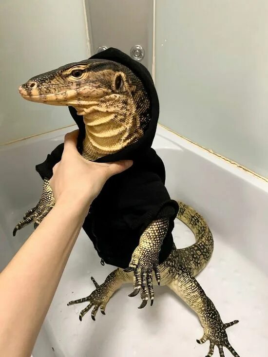 Big lizard