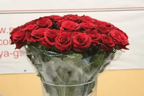 Rose 58