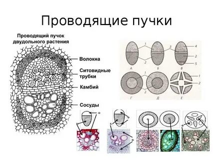 Проводящий пучок какие ткани