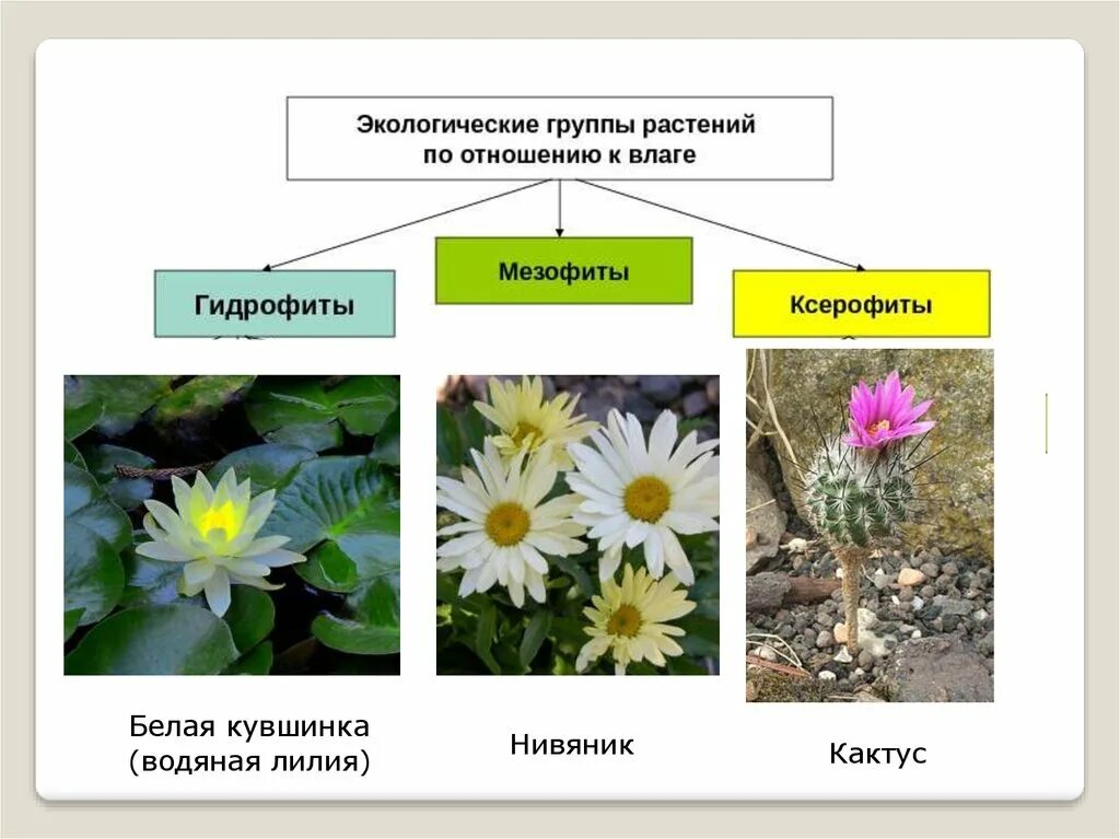 Гидрофиты суккуленты. Гидрофиты мезофиты ксерофиты. Гидатофиты гидрофиты гигрофиты мезофиты ксерофиты. Суккуленты мезофиты ксерофиты. Гидатофиты гидрофиты гигрофиты мезофиты ксерофиты таблица.