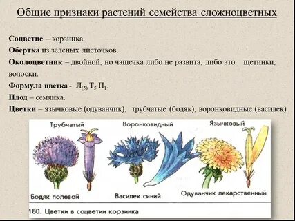 Название растения семейства сложноцветные