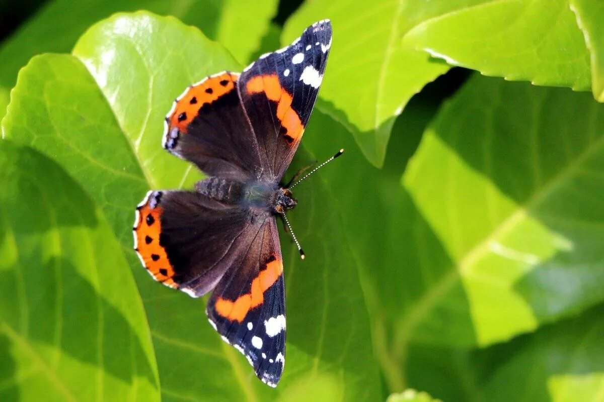 Бабочки фото окружающий мир 1 класс. Бабочка Адмирал. Бабочка Адмирал Vanessa Atalanta. Бабочки Удмуртии Адмирал. Адмирал (бабочка) Нимфалиды.