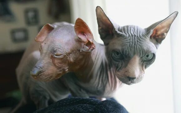 животные мутон. чернобыль мутации животных. мутации генома.