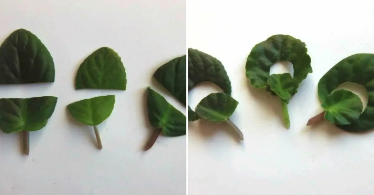 Saintpaulia ionantha - African Violet Сенполия, Фиалки, Садоводство на балконе