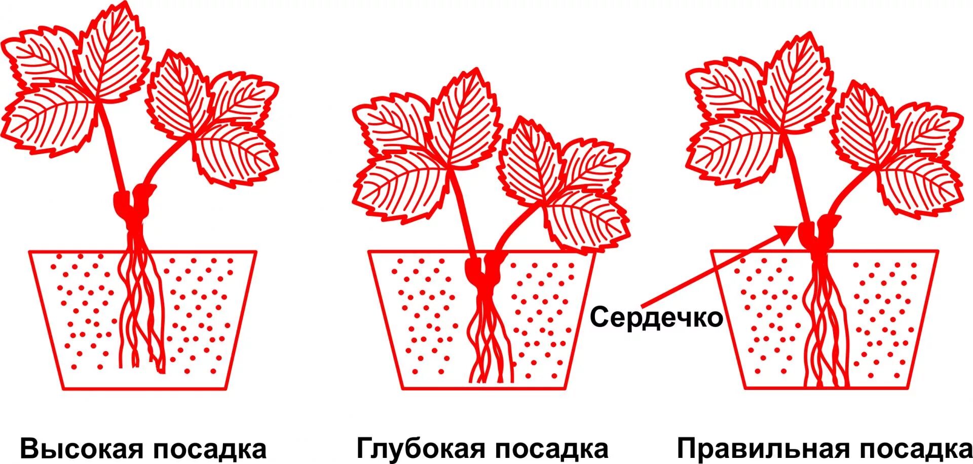 Как отличить куст. Схема посадки рассады земляники. Схема посадки саженцев клубники. Посадка земляники. Схема посадки земляники.