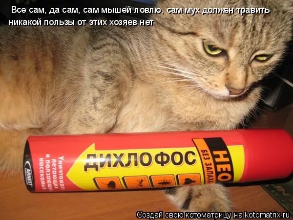 противовирусное средство для кошек. можно ли травить кошек. препараты для отравления собак. таблетки от туберкулеза для травли собак. таблетки для отравы собак.